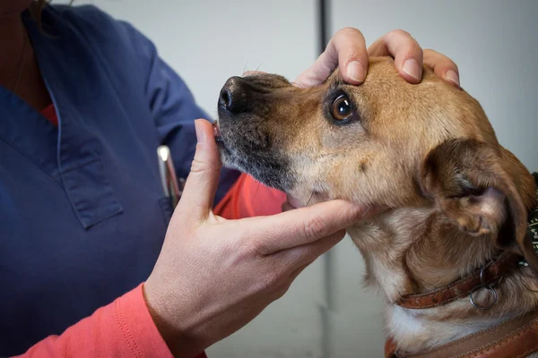 Veterinario examinando los dientes de un perro —  Fotos de Stock