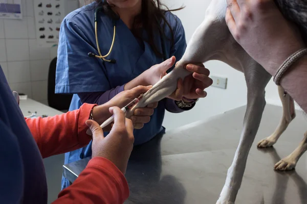 Vétérinaire donnant chien une injection — Photo