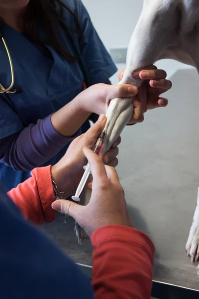 Vétérinaire donnant chien une injection — Photo