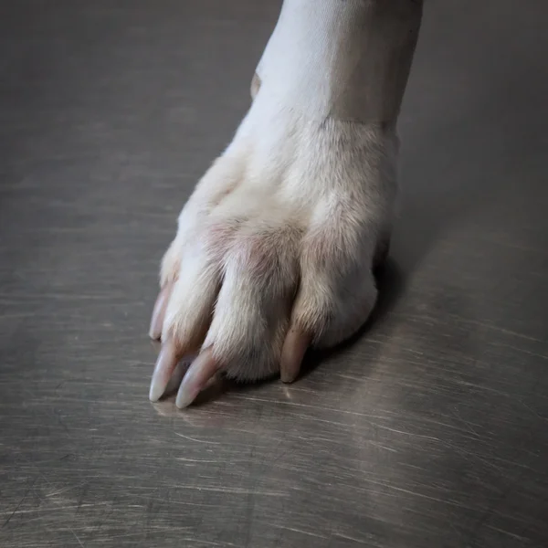 Detail of a white dog's leg — Stock Photo, Image