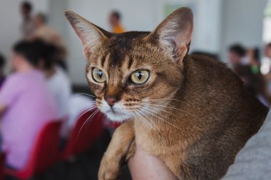güzel kedi quattrozampeinfiera Milano, İtalya
