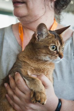 güzel kedi quattrozampeinfiera Milano, İtalya