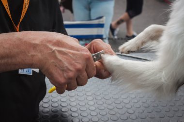 süs köpeğin çivi quattrozampeinfiera Milan, İtalya, dostum