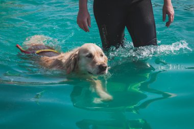 quattrozampeinfiera Milan, İtalya, Yüzme Havuzu Dog sahiptir