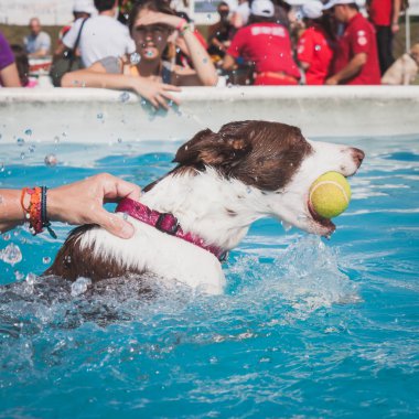 quattrozampeinfiera Milan, İtalya, Yüzme Havuzu Dog sahiptir