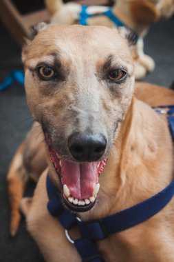 portre sevimli greyhound köpek at quattrozampeinfiera Milano, İtalya