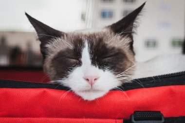 quattrozampeinfiera Milan, İtalya, uyuyan güzel kedi