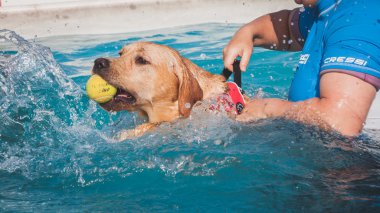 quattrozampeinfiera Milan, İtalya, Yüzme Havuzu Dog sahiptir