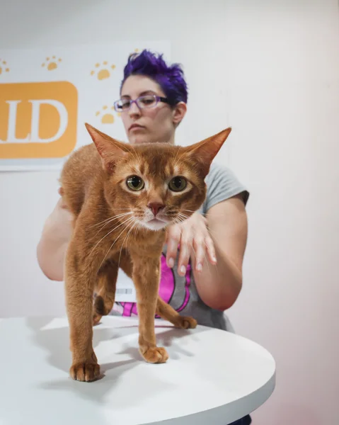 güzel kedi quattrozampeinfiera Milano, İtalya