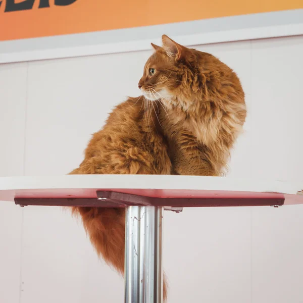 Schöne katze bei quattrozampeinfiera in milan, italien — Stockfoto