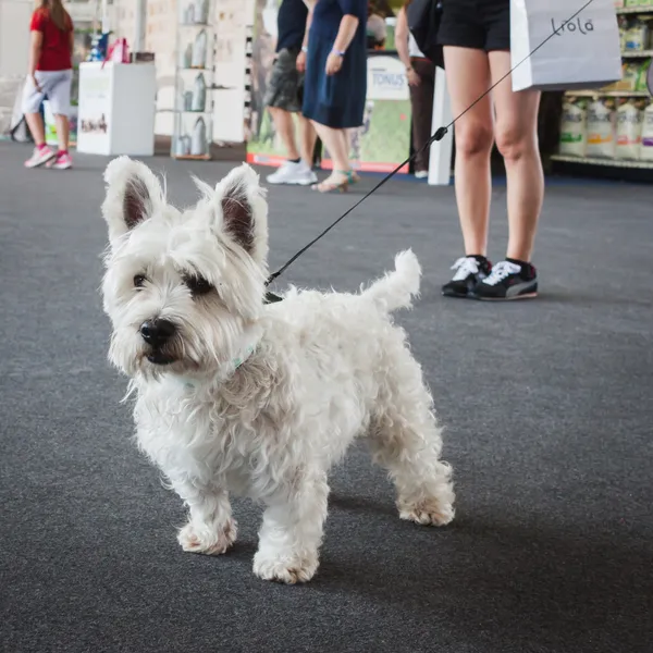 Cute small dog at Quattrozampeinfiera in Milan, Italy