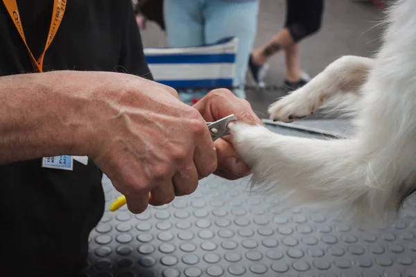 Человек тримминг собаки ногти на quattrozampeinfiera в Милан, Италия — стоковое фото