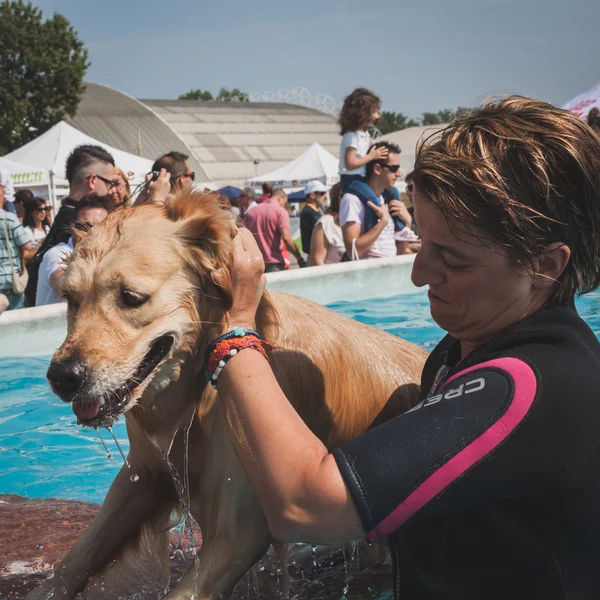 Dog gode della piscina del Quattrozampeinfiera a Milano — Foto Stock