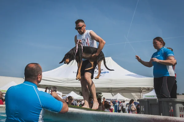 Eğitmenler, Milano, İtalya quattrozampeinfiera yüzme havuzuna köpek almak — Stok fotoğraf