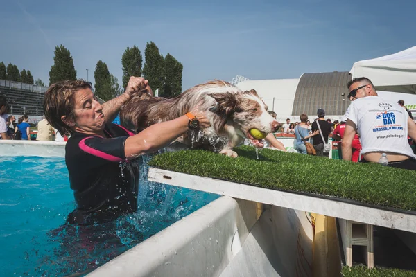 狗喜欢在米兰，意大利的 quattrozampeinfiera 的游泳池 — 图库照片