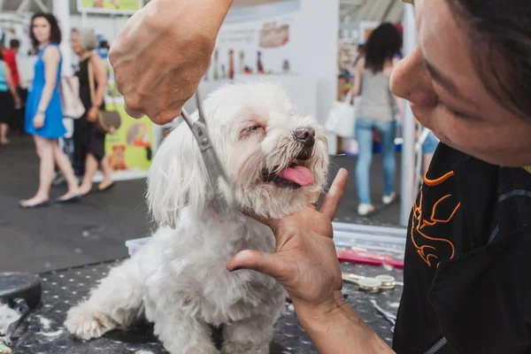 Clipping a dog at Quattrozampeinfiera in Milan, Italy