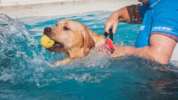 Dog enjoys the swimming pool at Quattrozampeinfiera in Milan, Italy