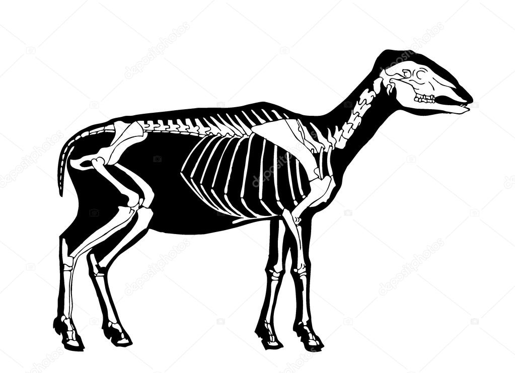 Sheep skeleton