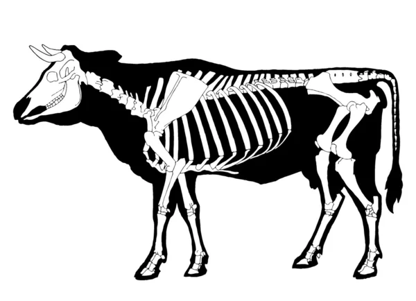 Cow skeleton — Stock Vector