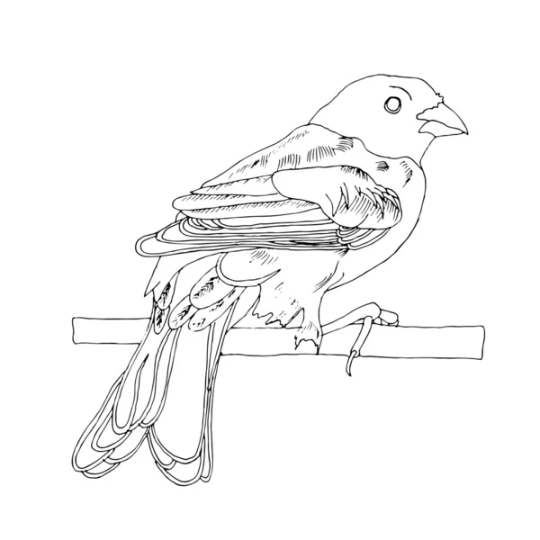 Illustration d'oiseau élégante — Image vectorielle