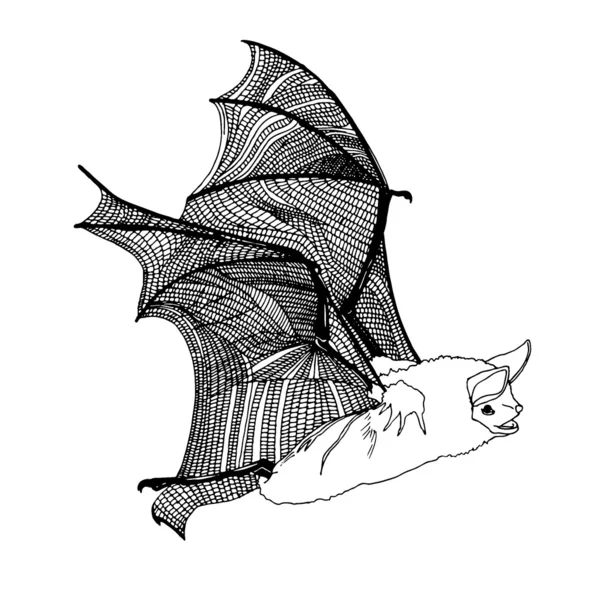 Bat ilustração —  Vetores de Stock
