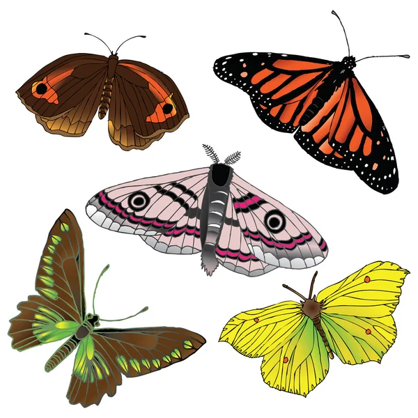 Sammlung von Schmetterlingen — Stockvektor
