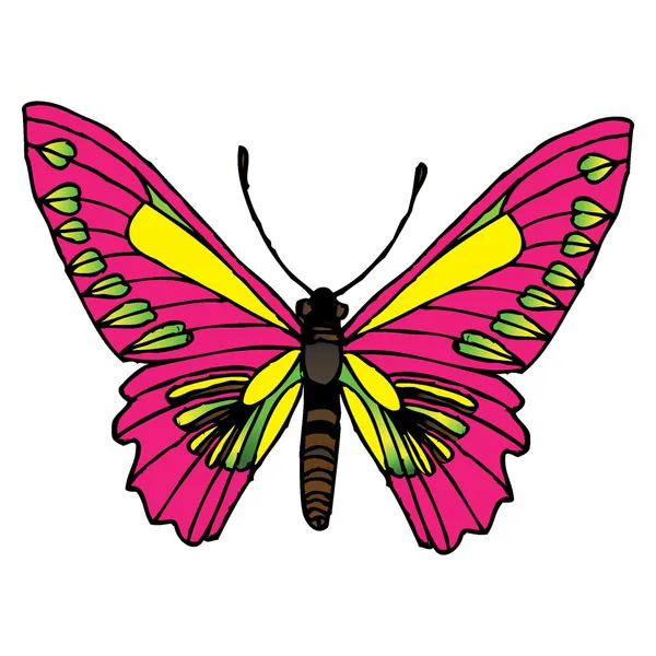 Ilustración mariposa Ilustración de stock