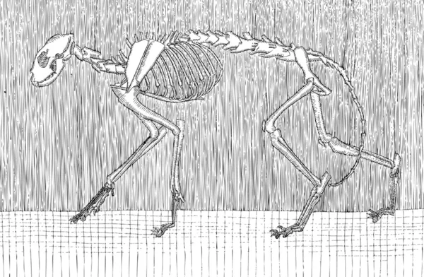 Etsning katt skelett — Stock vektor