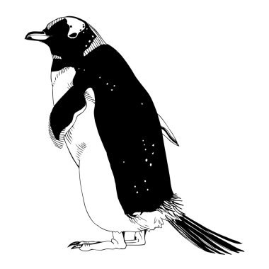 Penguen çizim