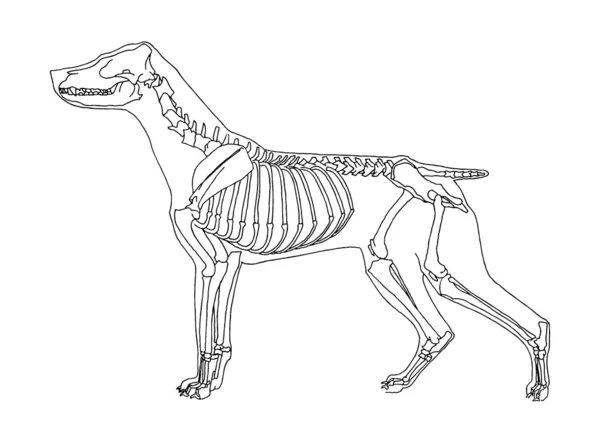 犬の骨格 — ストックベクタ