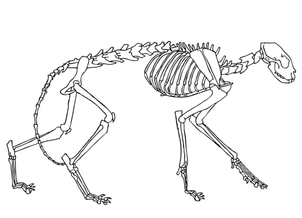 Esqueleto de gato — Archivo Imágenes Vectoriales