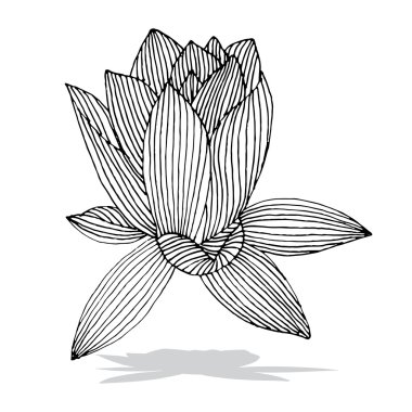 Lily arka plan gölge ile