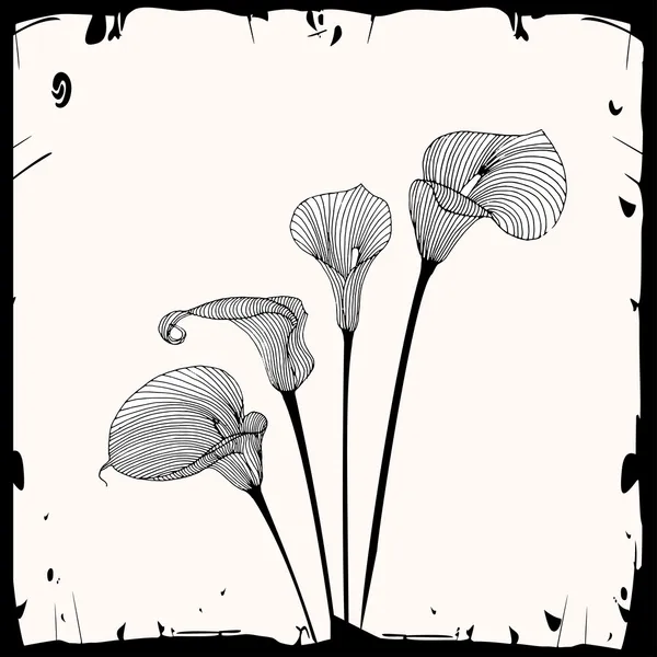 Bosquejo de flores de lirios de cala — Vector de stock