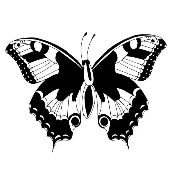 Black and white butterfly — Stock Vector