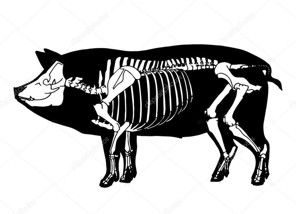 Pig skeleton