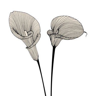 çiçek çiçek calla artalanla.