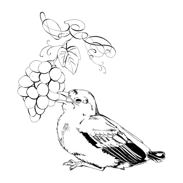 与葡萄的麻雀 — 图库矢量图片