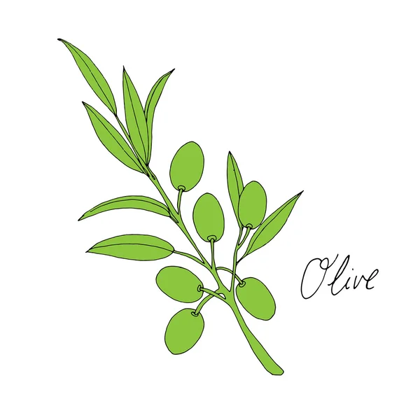 Aceituna verde — Vector de stock