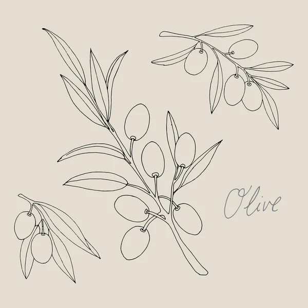 Decorative Olive — Stock Vector