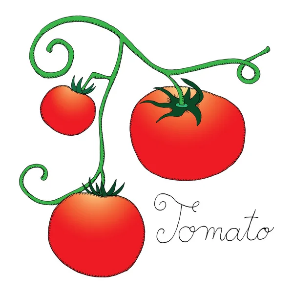 Rote Tomate — Stockvektor