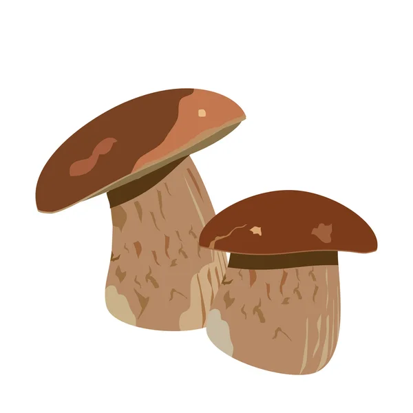 牛肝菌蘑菇 — 图库矢量图片