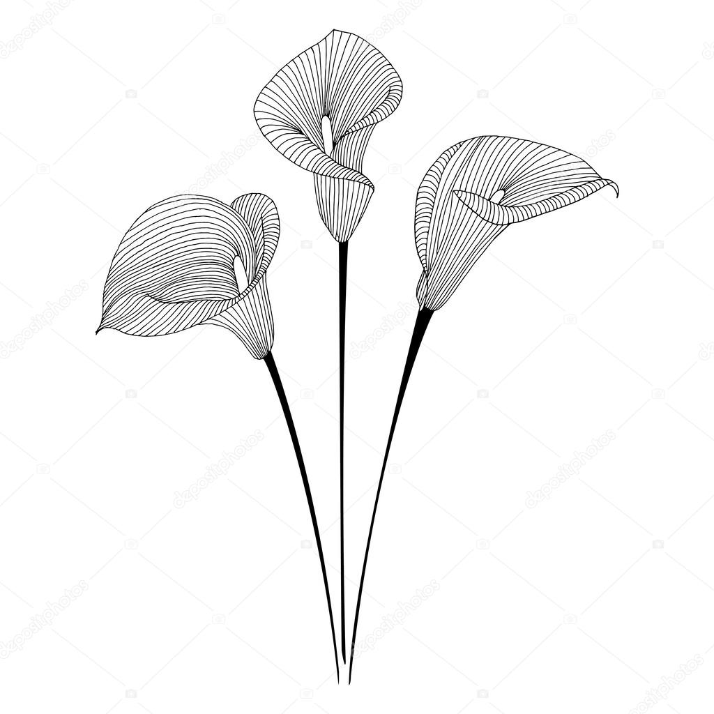 Calla Immagini Vettoriali Rf Disegni Calla Stock Depositphotos