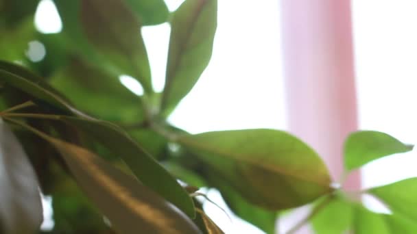 Кадри зелених листків рослин в кімнаті — стокове відео