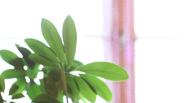 Filmación de hojas de plantas verdes en la habitación — Vídeo de stock