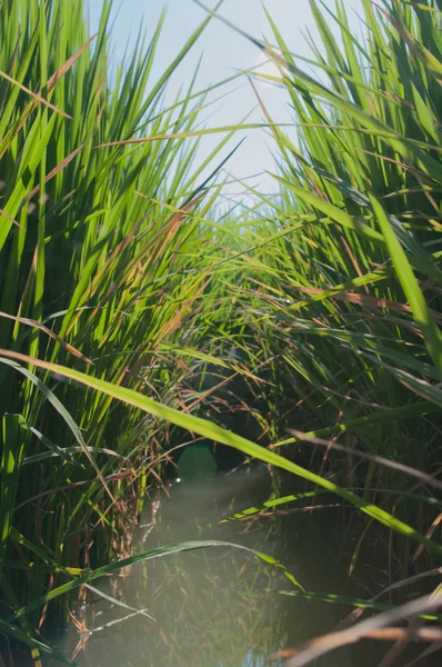 Gras & Wasser — Stockfoto