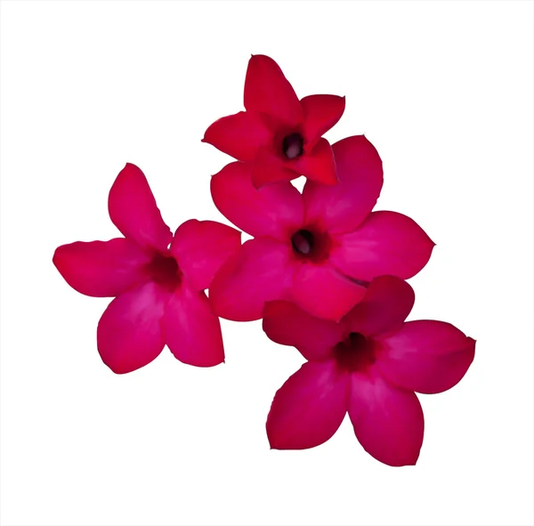 Beyaz adam ile kırmızı çöl gülü