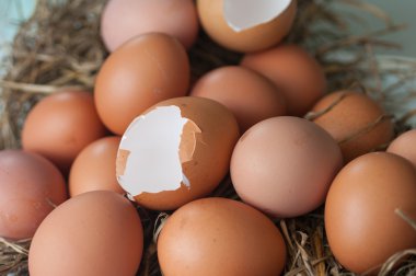 kırık yumurta grubu