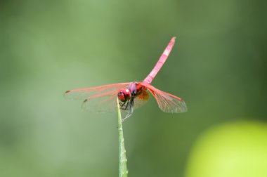 yeşil arka plana sahip kırmızı yusufçuk