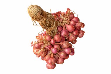 Grup Tay soğan izole