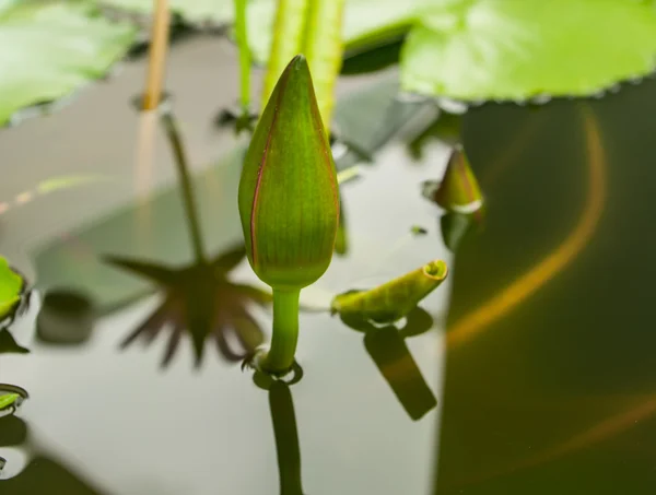 Tomurcukları lotus su, commitmen üzerinde — Stok fotoğraf